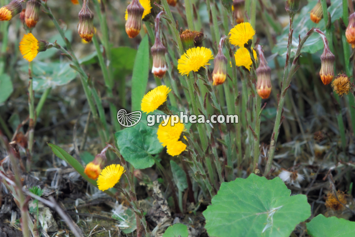 Tussilages (Tussilago farfara) - fleurs - gryphea.com